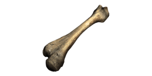 Ancient Animal Bone