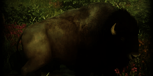 bison_animals_new_world_wiki_guide_300px_-_copia
