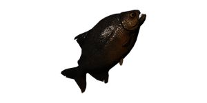 Medium Piranha