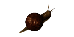 Aquatic Snail
