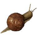 aquatic snail thumbnail fishing new world wiki guide