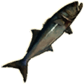 bluefish thumbnail fishing new world wiki guide