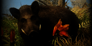 boar_animals_new_world_wiki_guide_300px_-_copia