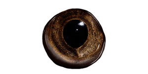 Cod Eye