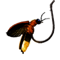 firefly bait fishing new world wiki guide