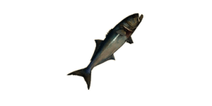 Large Bluefish