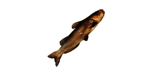 Large Catfish
