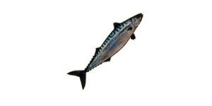 Large Mackerel