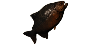 Large Piranha