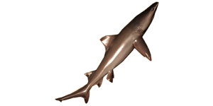 Large Speartooth Shark
