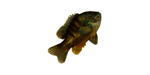 Large Sunfish