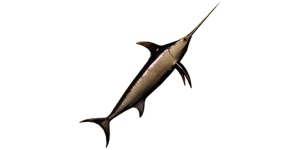 Large Swordfish