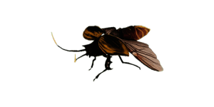 Lightning Beetle