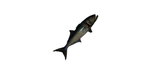 Medium Bluefish