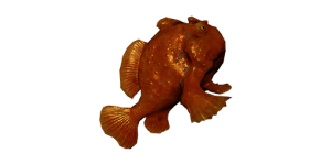 Medium Frogfish