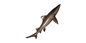 Medium Speartooth Shark