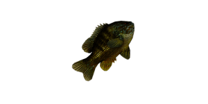 Medium Sunfish