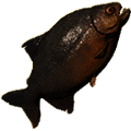 piranha thumbnail fishing new world wiki guide