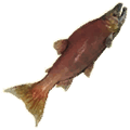 salmon thumbnail fishing new world wiki guide