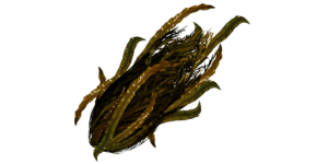 Seaweed	