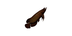 Small Dragon Fish