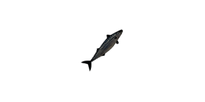 Small Mackerel