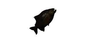 Small Piranha