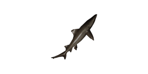 Small Speartooth Shark