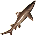 speartooth shark thumbnail fishing new world wiki guide