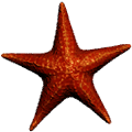 starfish thumbnail fishing new world wiki guide