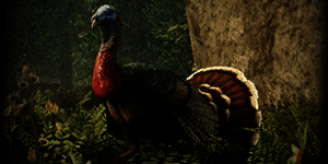 turkey_animals_new_world_wiki_guide_300px