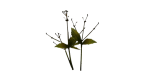 Verbena Leaf